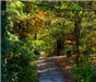 Trees on the Walking Trail